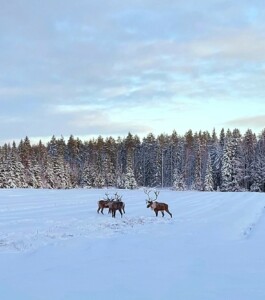 Metsäpeurat ensilumilla - kolme kappaletta