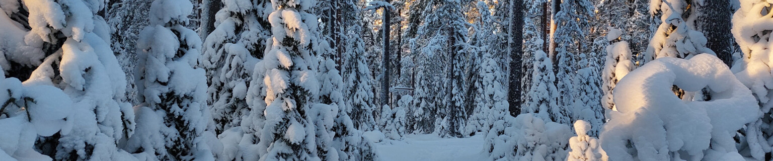 Luminen metsämaisema