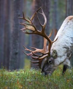 Metsäpeura syömässä mustikoita